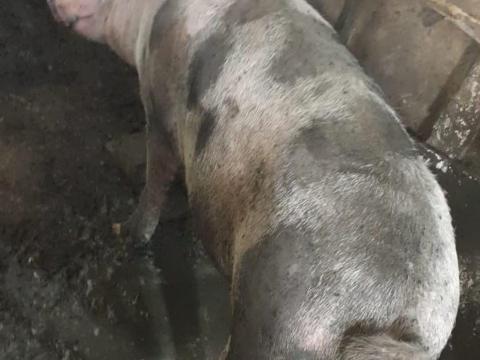 Eladó 250 kg üres koca Eladó 250 kg üres koca