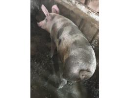 Eladó 250 kg üres koca