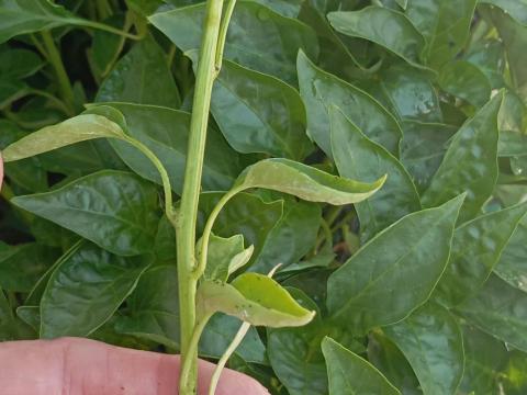 Paprika palánta Paprika palánta