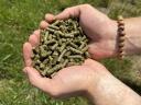Lucerna pellet