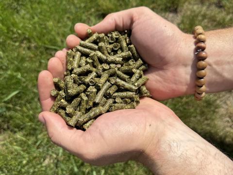 Lucerna pellet Lucerna pellet