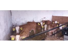 6 db választási Limousin-Magyar tarka borjú eladó