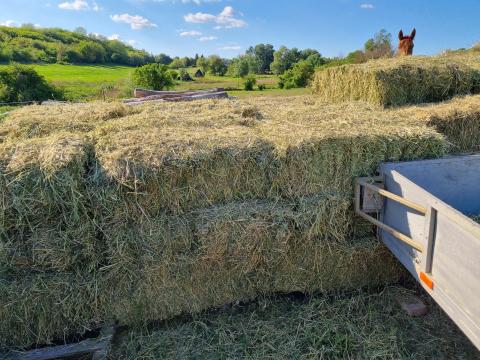 Eladó lucerna kisbála Eladó lucerna kisbála