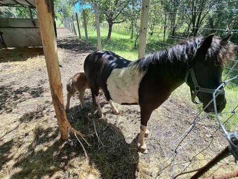 Kanca póni és a kis kanca csikója