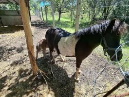 Kanca póni és kis kanca csikója