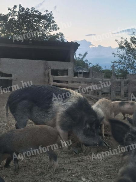 Kan disznó eladó