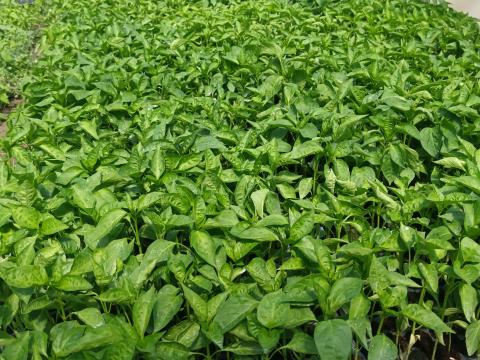 Fűszerpaprika palánta