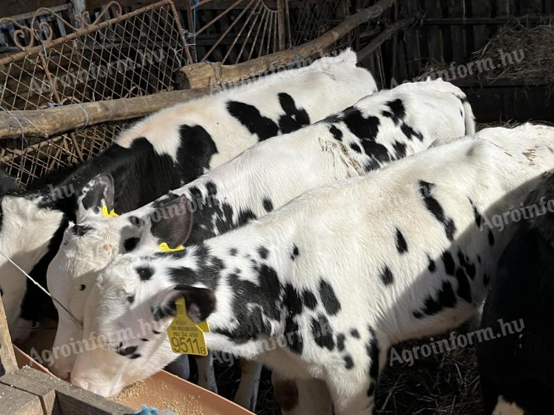 8 db 12 hetes HF bika borjú eladó