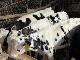 8 db 12 hetes HF bika borjú eladó