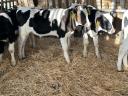 8 db 12 hetes HF bika borjú eladó