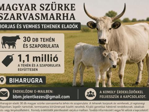Magyar szürke szarvasmarha