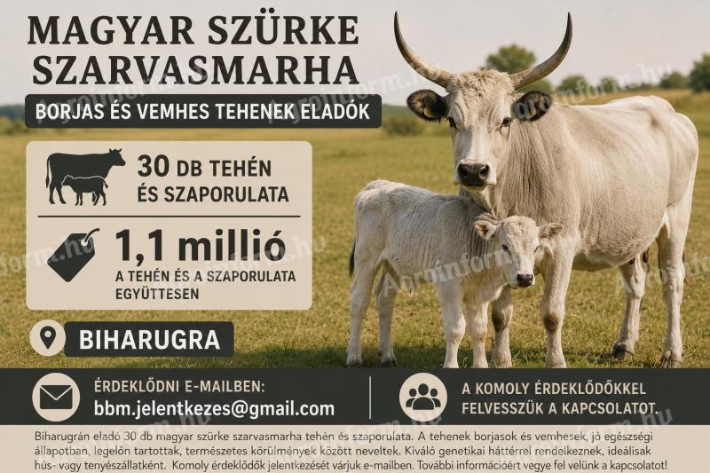 Magyar szürke szarvasmarha