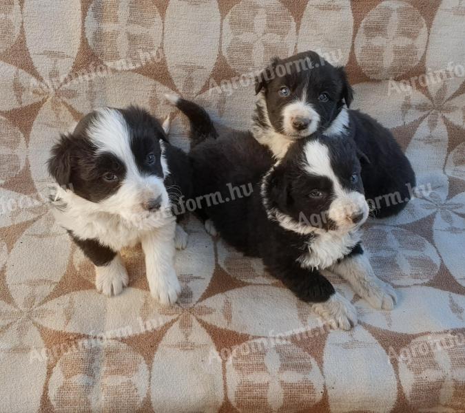 Border collie kiskutyák