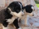 Border collie kiskutyák