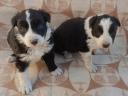 Border collie kiskutyák