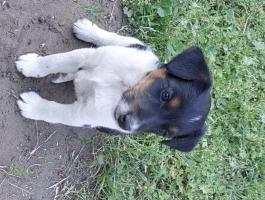 Foxterrier