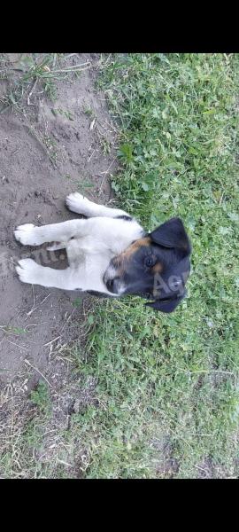 Foxterrier