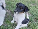 Foxterrier