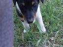 Foxterrier