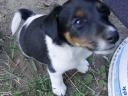 Foxterrier