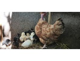Kotlos alol 2 hetes csibèk másholl kapirgálnának