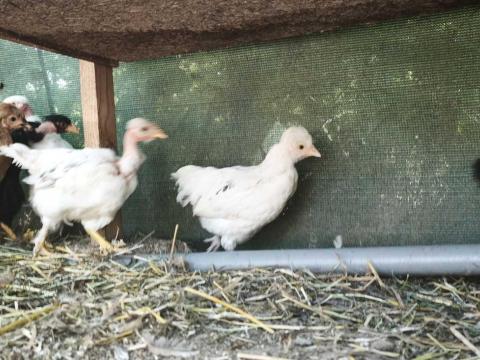 5 hetes vegyes csirkèk 5 hetes vegyes csirkèk