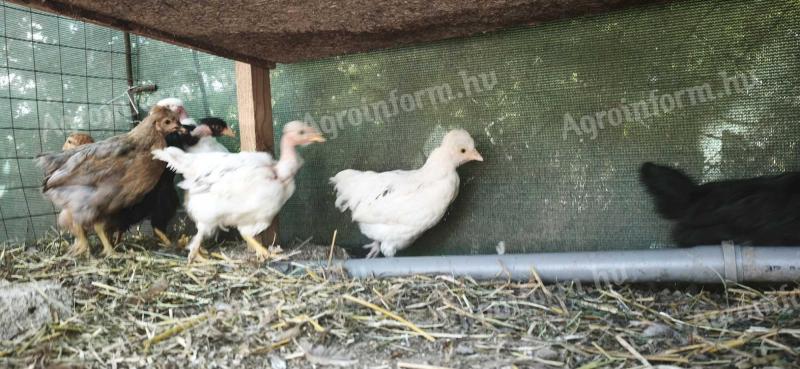 5 hetes vegyes csirkèk