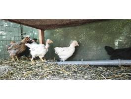 5 hetes vegyes csirkèk