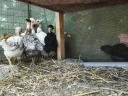 5 hetes vegyes csirkèk