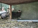 5 hetes vegyes csirkèk