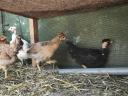5 hetes vegyes csirkèk