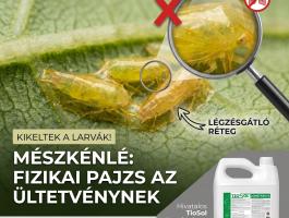 Tiosol mészkénlé – A kötelező kabóca-védekezés leghatékonyabb támogatója