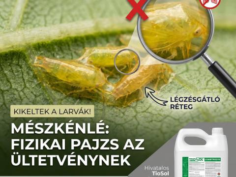 Tiosol mészkénlé – A kötelező kabóca-védekezés leghatékonyabb támogatója Tiosol mészkénlé – A kötelező kabóca-védekezés leghatékonyabb támogatója