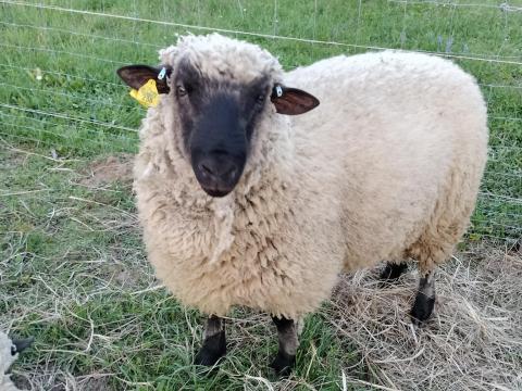 Shropshire kos Shropshire kos