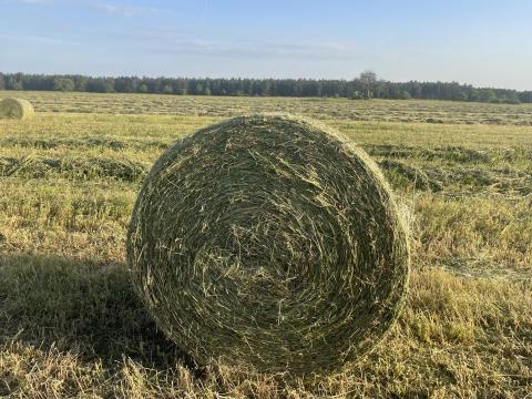 Lucernabála, szénás lucernabála Lucernabála, szénás lucernabála