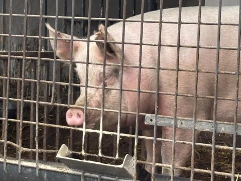 Koca törzskönyves nagy fehér vemhes eladó Koca törzskönyves nagy fehér vemhes eladó