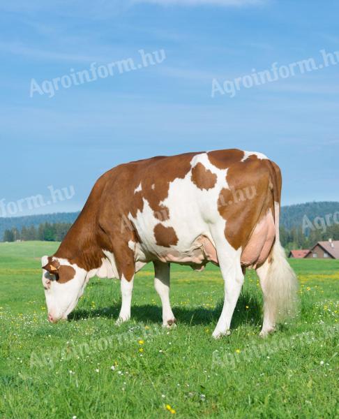 Inszeminátor állás