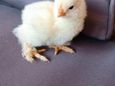 Brahma Columbian Brahma Columbian