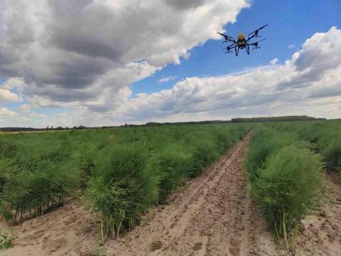 4,5 ha zöldspárga ültetvény eladó 4,5 ha zöldspárga ültetvény eladó