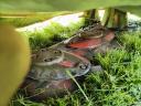 Kuhn 350cmes disces fűkasza