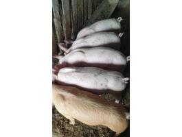 Eladó 5 db 25 kg-os malac