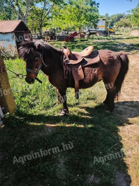 Eladó szeretett pónink