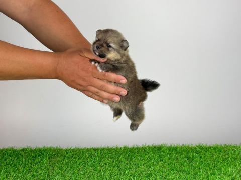 Törzskönyves Pomerániai törpespitz Pomi kiskutya Törzskönyves Pomerániai törpespitz Pomi kiskutya
