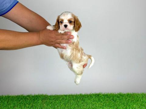 Törzskönyves Cavalier King Charles Spániel kiskutya Törzskönyves Cavalier King Charles Spániel kiskutya