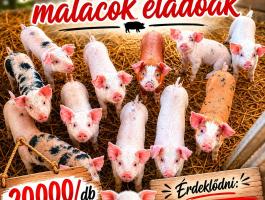Eladó választási malacok