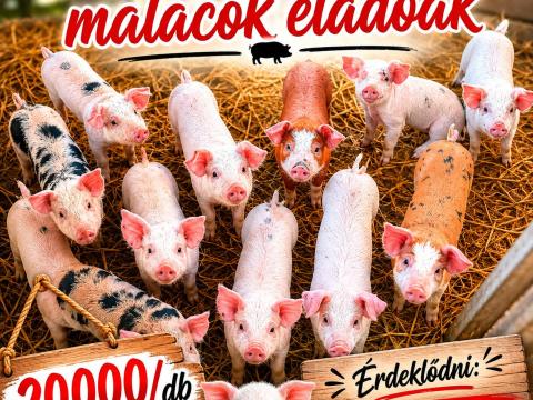Eladó választási malacok Eladó választási malacok