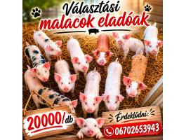 Eladó választási malacok