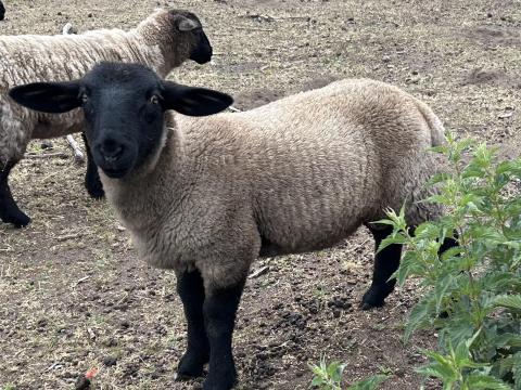 Suffolk kos bárány birka juh Suffolk kos bárány birka juh