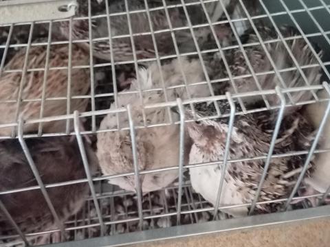 Fürjek vegyes ivarúak, kettős hasznosításúak, fiatal felnőtt madarak, vadas fajta Fürjek vegyes ivarúak, kettős hasznosításúak, fiatal felnőtt madarak, vadas fajta