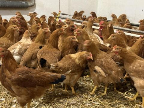 Eladó Jérce baromfi tyúk csirke Eladó Jérce baromfi tyúk csirke